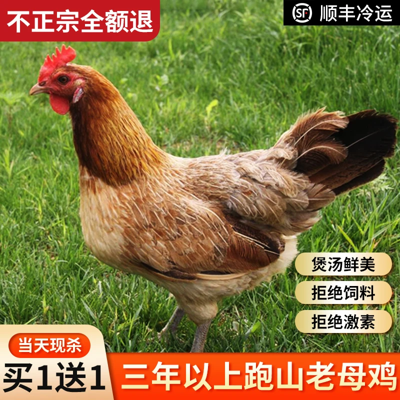 2只正宗3年老母鸡土鸡草鸡柴鸡孕妇月子鸡走地鸡粮食散养河南特产