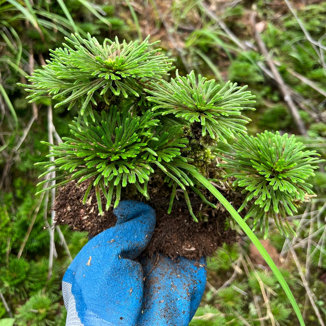 卷柏九死还魂草绿植办公桌盆景吸水石造景