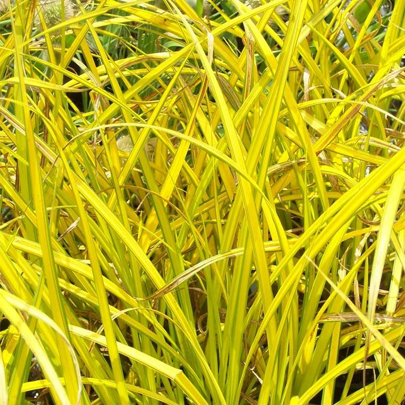 博众耐寒花镜植物 庭院多年生观赏苔草盆栽花卉  金叶 棕叶