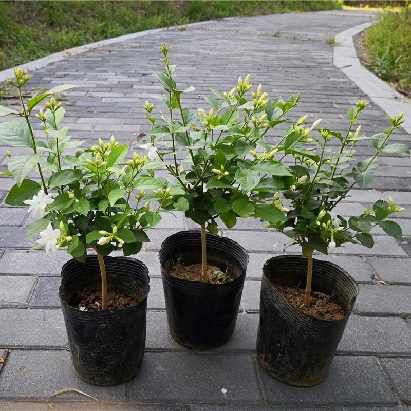 笔尖茉莉单瓣茉莉花盆栽毛茉莉室内植物芳香独杆花苗茉莉王好养
