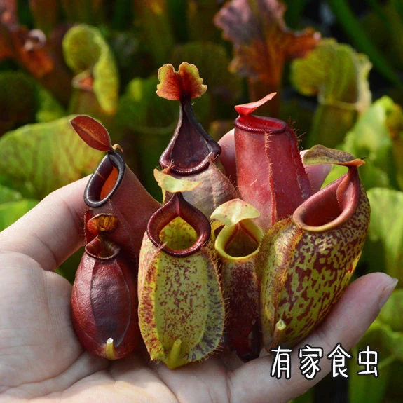 食虫植物大型猪笼草种好发货包邮食虫花食虫草盆栽绿植捕虫草