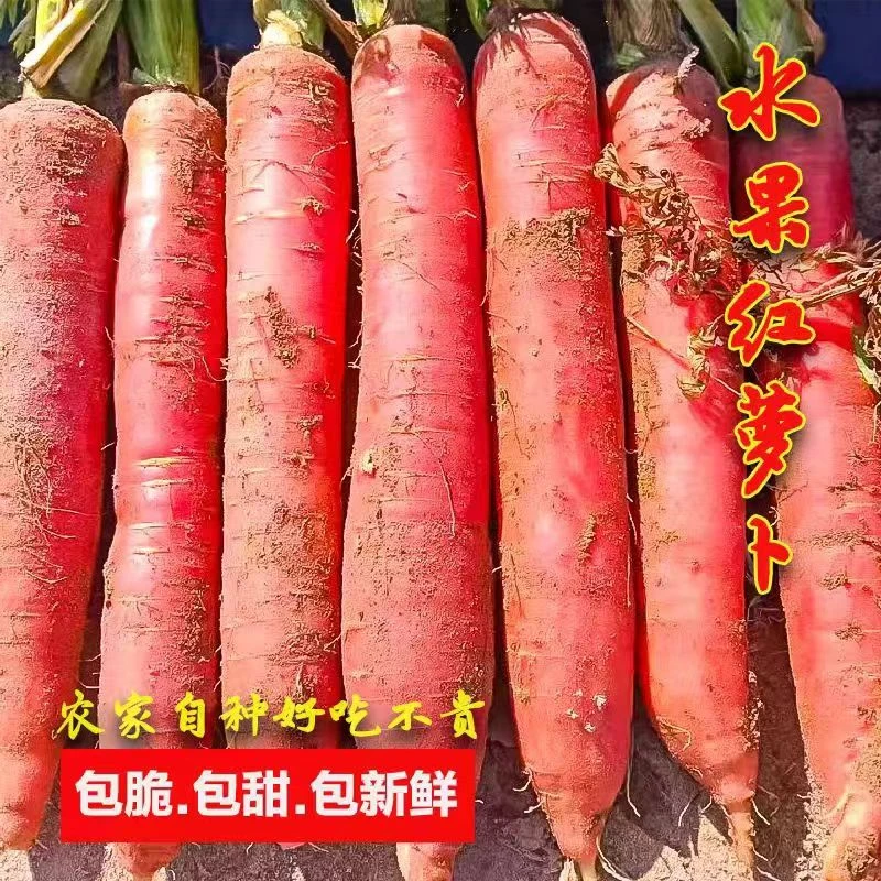 【不是胡萝卜】透心红水果萝卜沙土地种植生吃蔬菜现挖新鲜2-5斤
