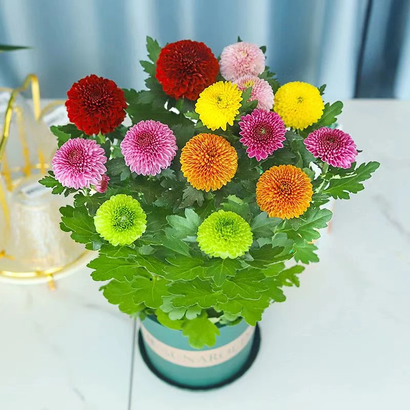 乒乓球菊抗寒耐冻