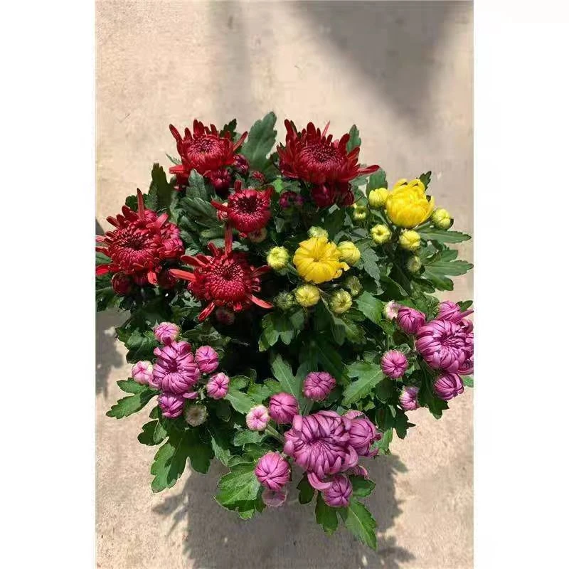 三色菊花，耐寒抗冻