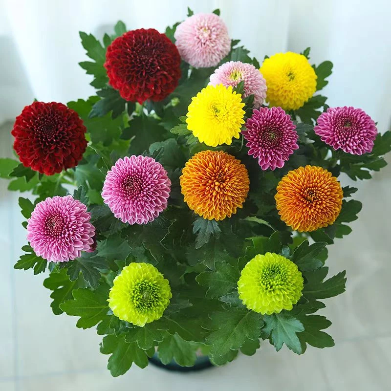 彩色菊花抗寒喜欢散光
