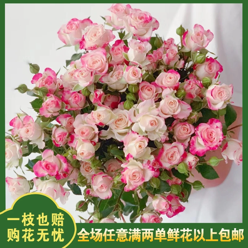 【多头玫瑰折射】多头玫瑰家居鲜切花办公室插花 云南基地直发