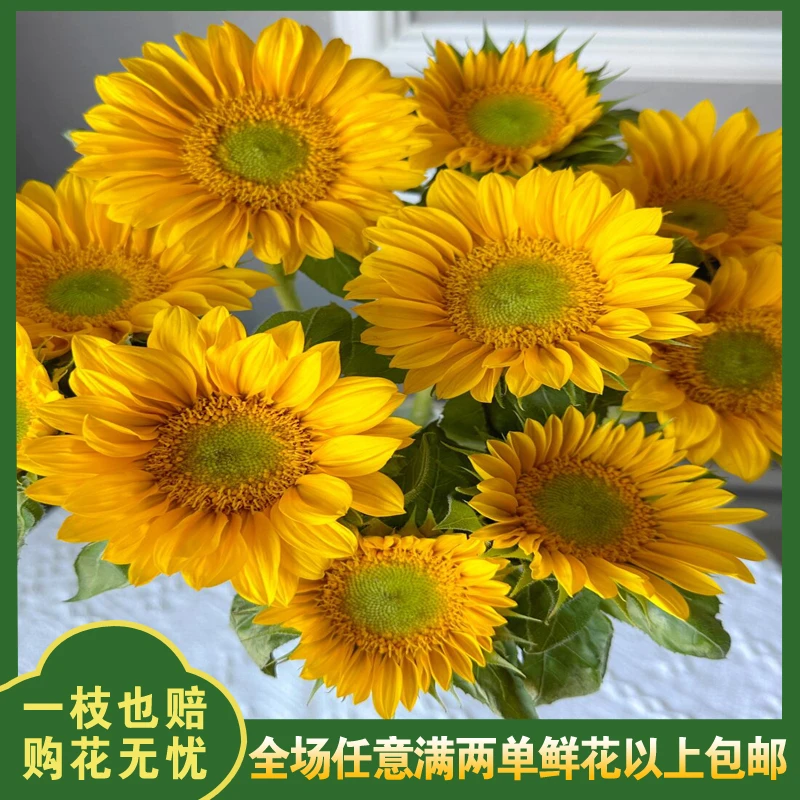【绿心向日葵】单头向日葵 家居办公室插花 新鲜鲜切花