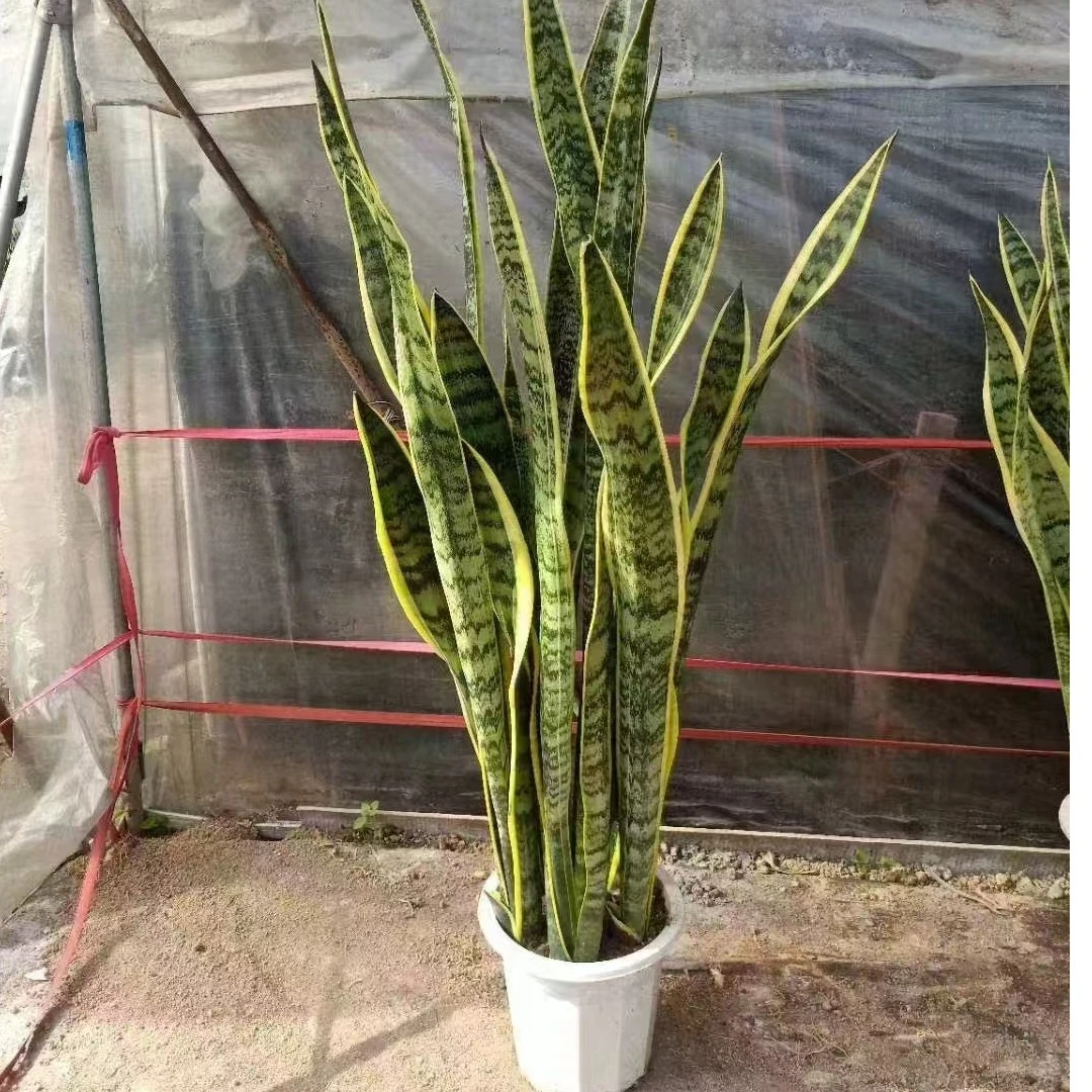 [同城速送]虎皮兰