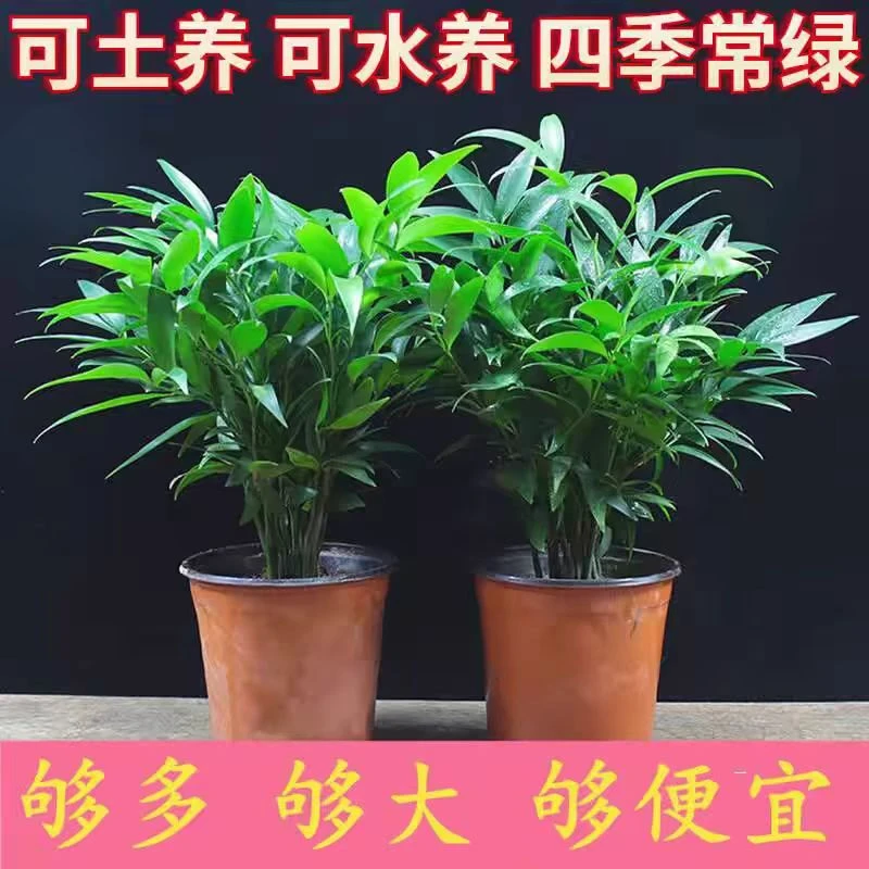 [同城速送]平安竹