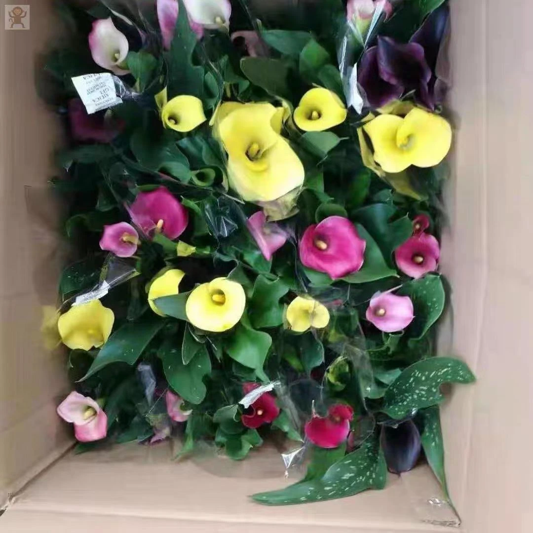 马上成功，不抗寒，