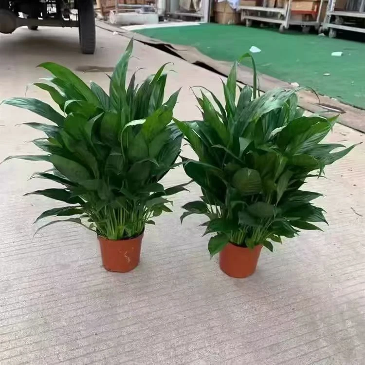 [同城速送]一帆风顺两盆