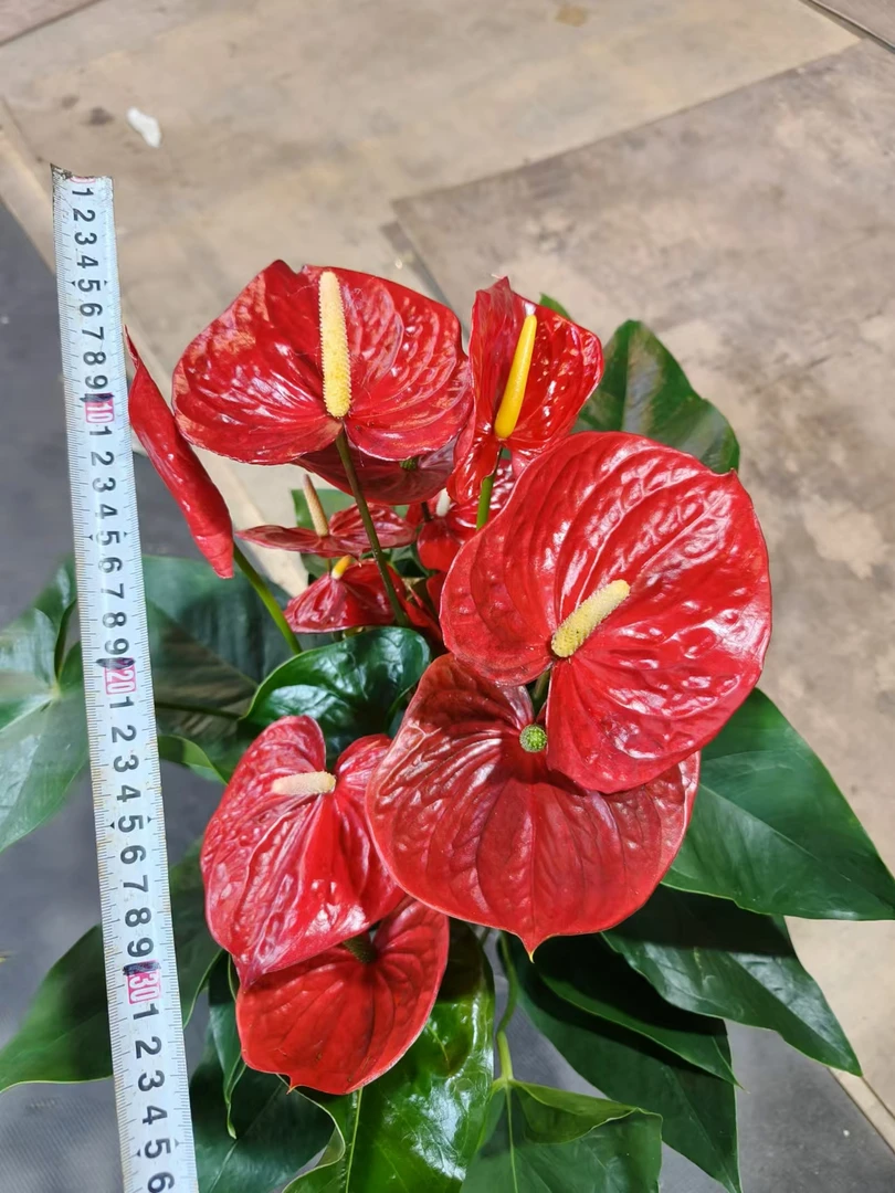 红掌，预意红运当头，好运连连
