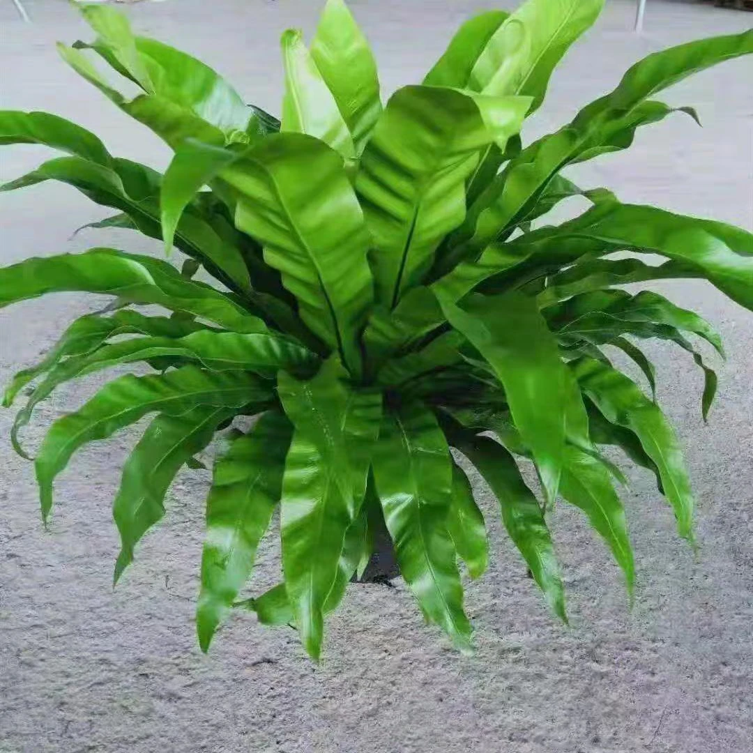 鸟巢撅代表吉祥如意