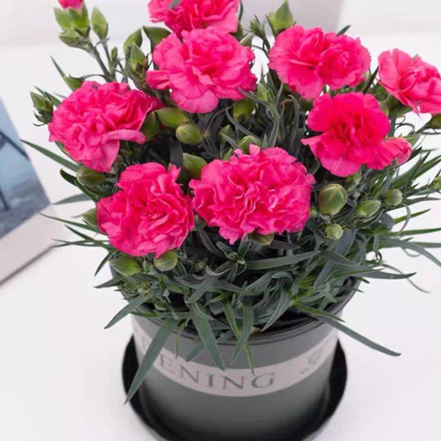 康乃馨预意平安幸福安康