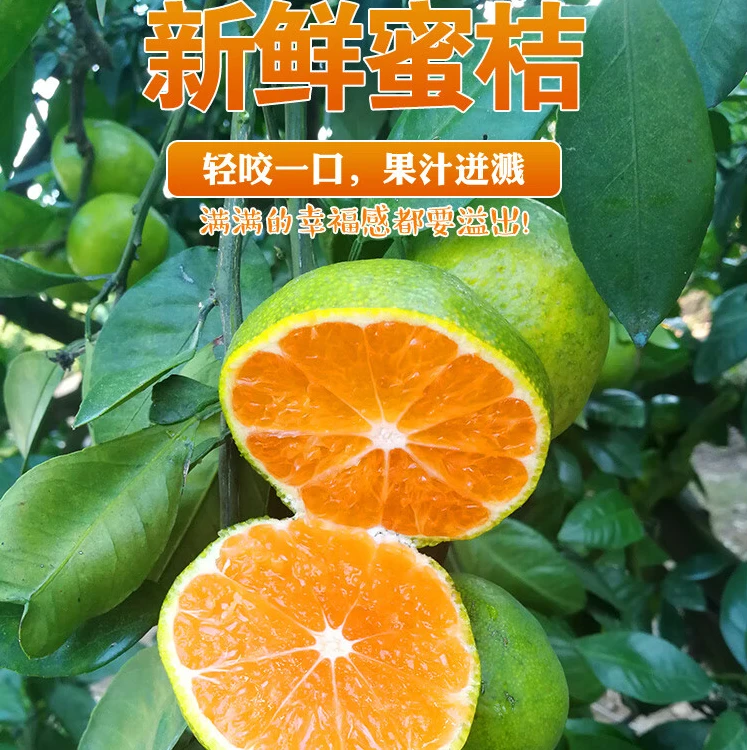 湖南高山蜜橘，产地现摘现发孕妇老人小孩新鲜应季水果5/10