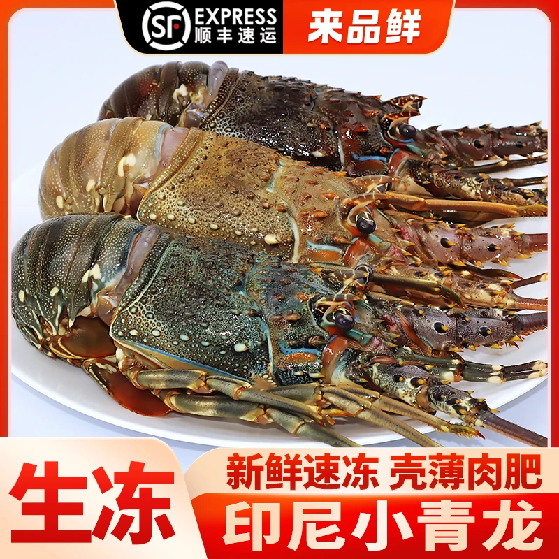 【活冻】印尼小青龙超特大海鲜大虾液氮冷冻非鲜活澳龙波龙大龙虾