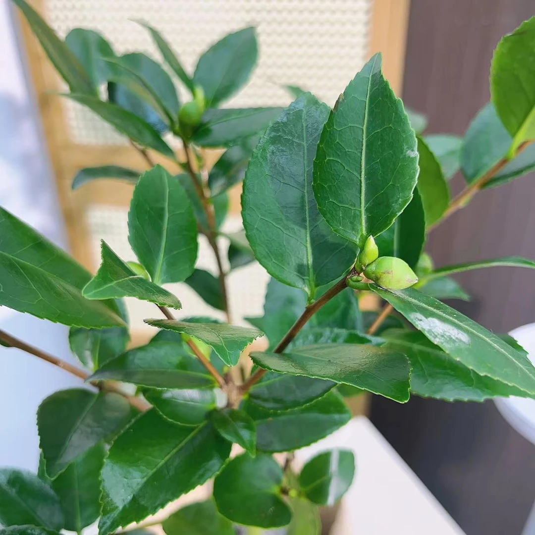 绿植一物一拍专属链接