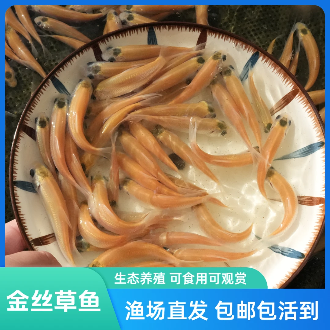 贵州金丝草鱼 金丝皖鱼 淡水鱼 水族活体饲养发货
