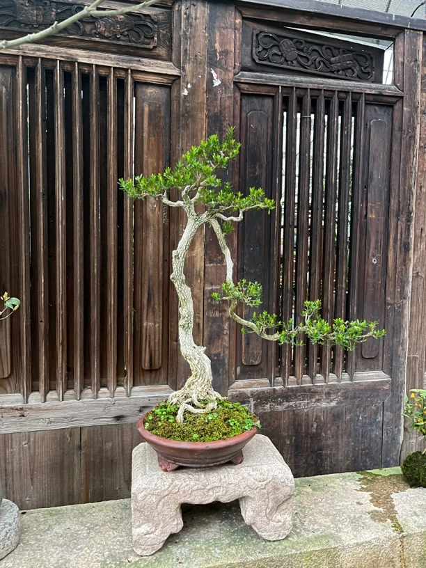 小叶黄杨木盆景皱皮造型室内室外