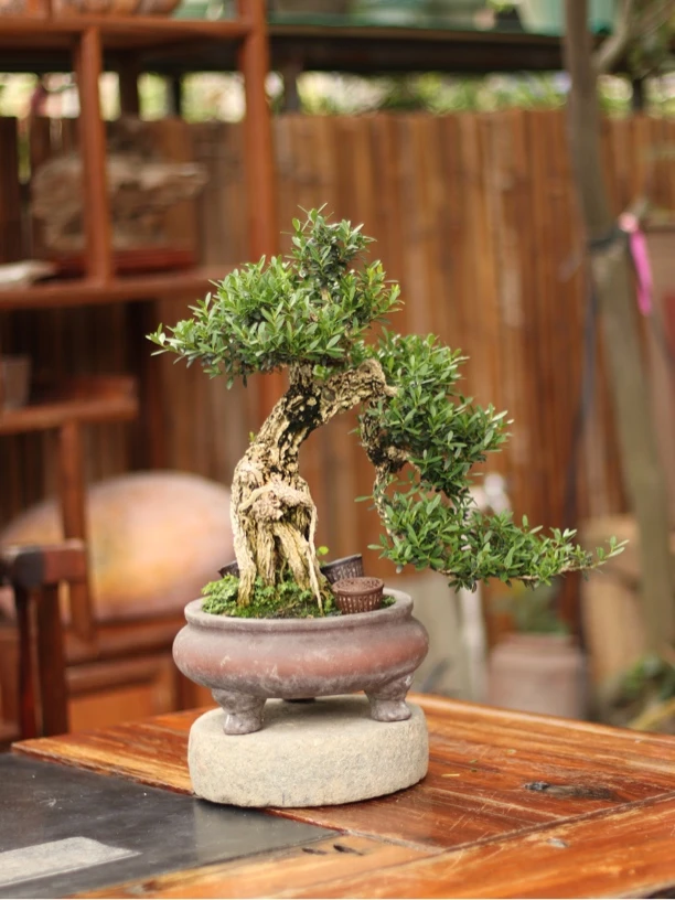 小叶黄杨盆景高端茶室会所盆景禅意