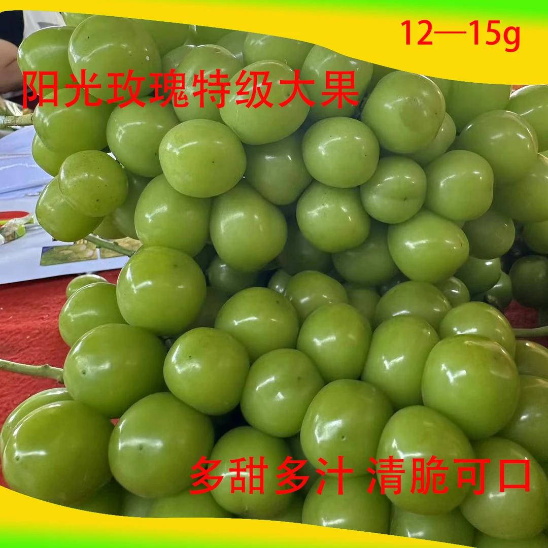 阳光玫瑰葡萄园林晴王特级大果