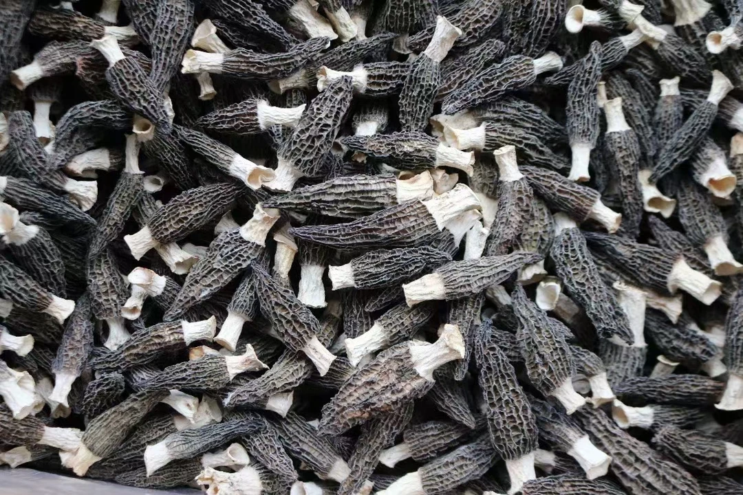 羊肚菌 --一种珍贵的食用菌，