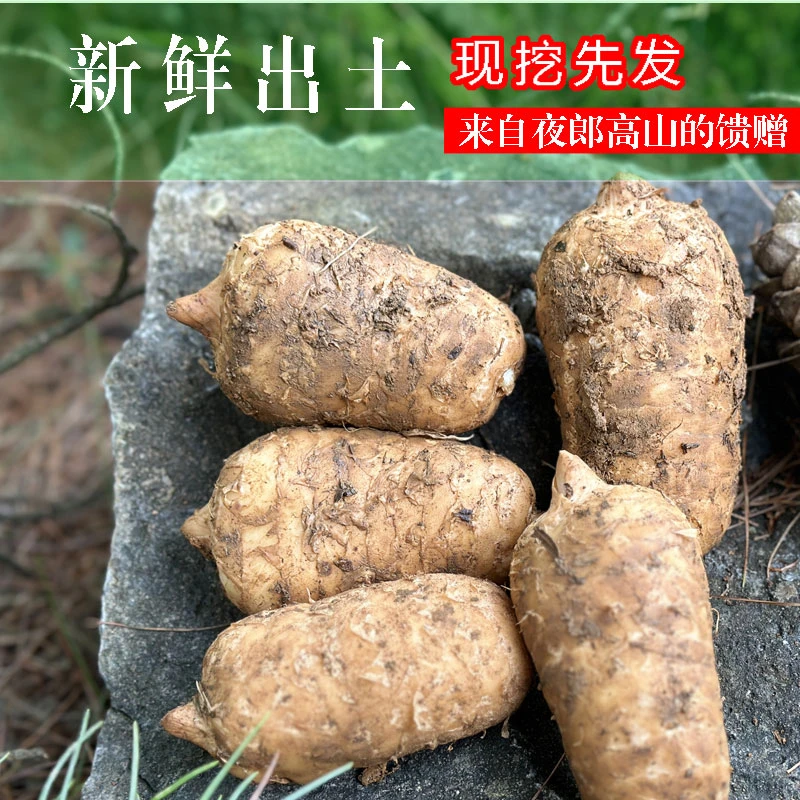 新鲜天麻贵州赫章特级仿野生乌现挖现发林下高海拔乌天麻挑选带泥