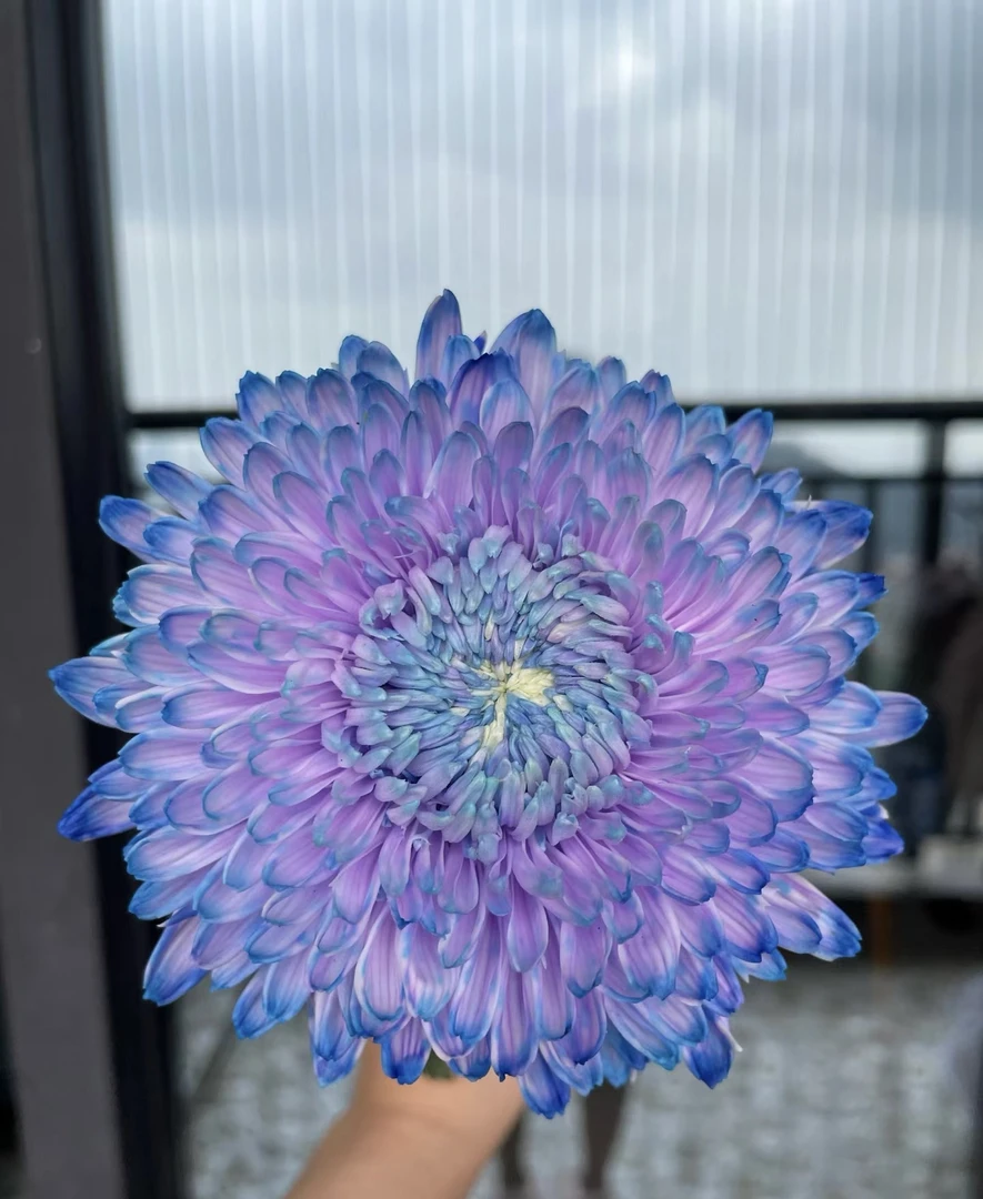 ［蔷薇恋人］牡丹菊葡萄紫