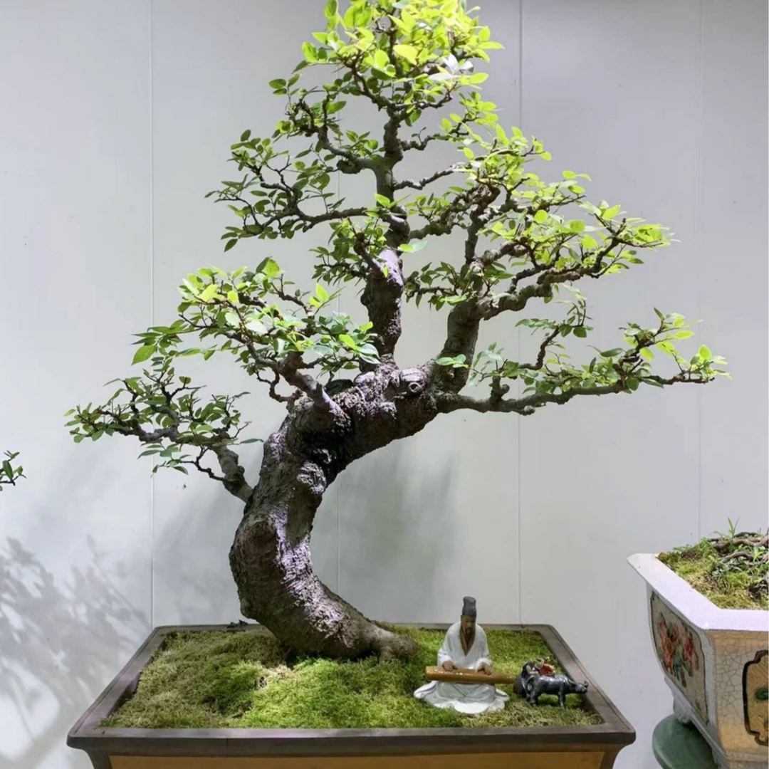 乡村四月 朴树盆景