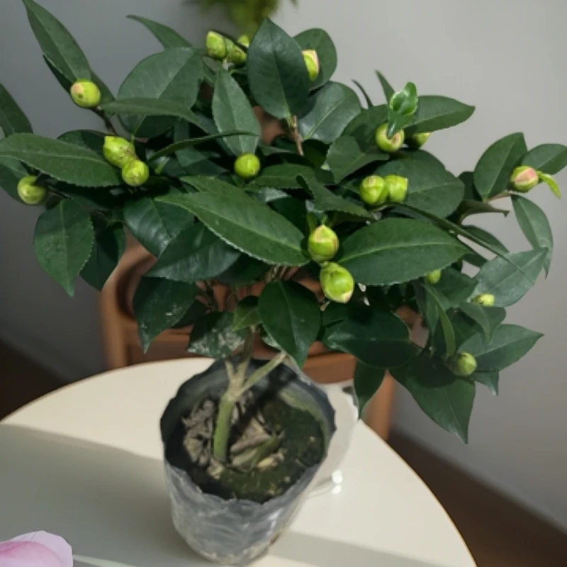 香妃茶花室外室内好养植物带花苞开花香高度约35cm重瓣粉红色茶花