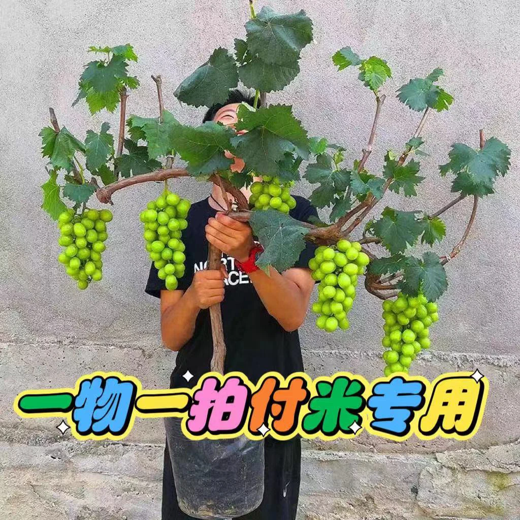 一物一拍直播间付米链接葡萄盆栽地栽专用