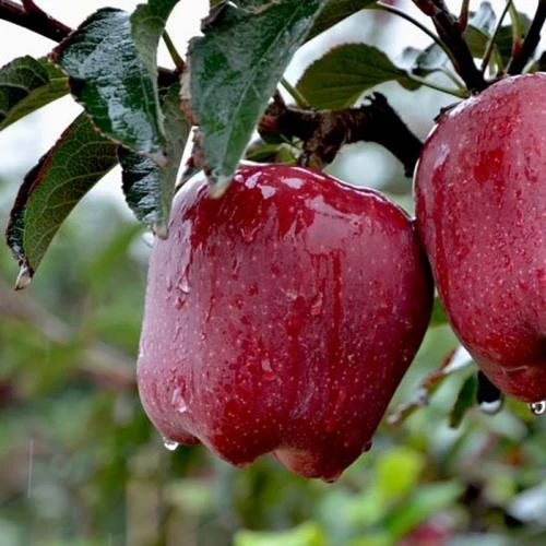 云南发苹果苗果树苗蛇果苹果树苗嫁接红元帅苹果苗庭院阳台种植