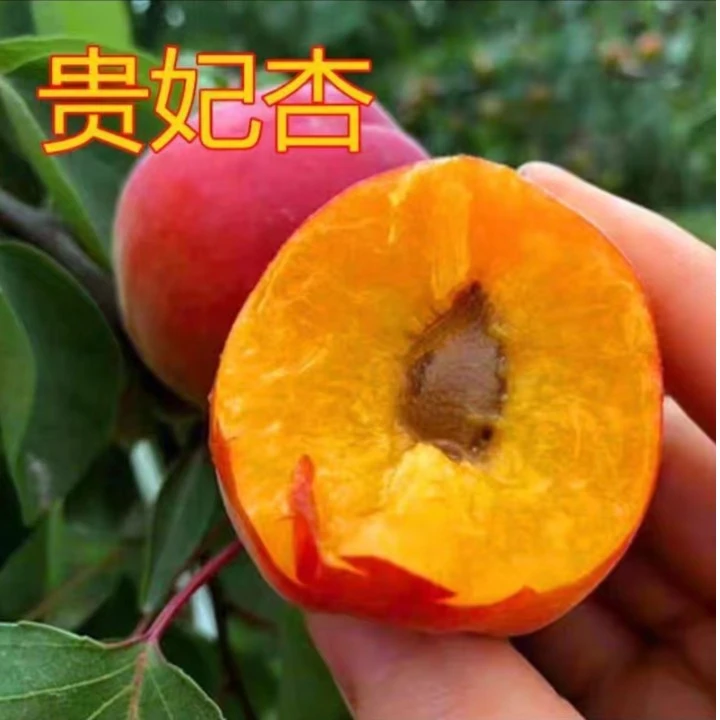 云南贵妃杏树果苗南北方庭院地栽嫁接特大杏子苗阳台盆栽种植