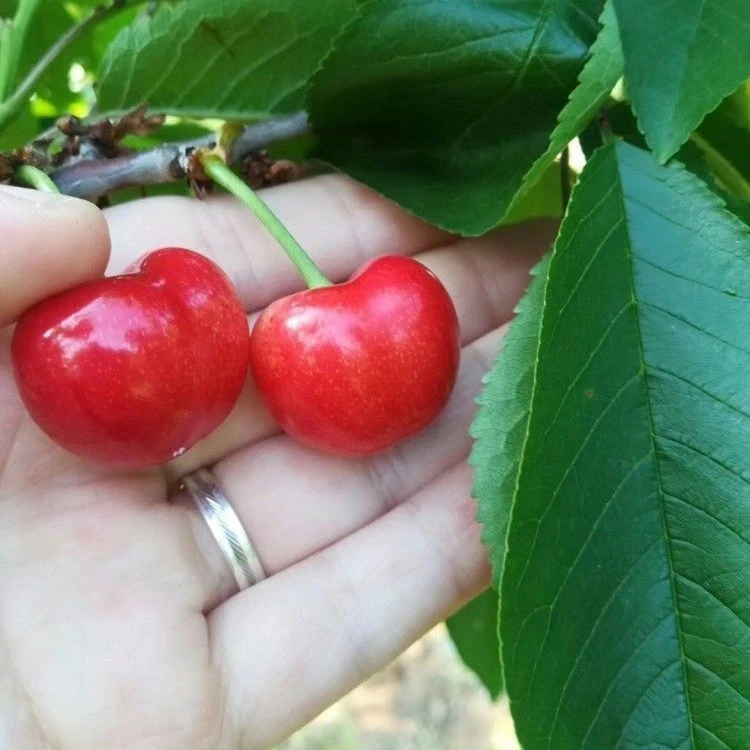 云南嫁接樱桃苗樱桃树苗意大利早红南方北方种植耐寒地栽车厘子