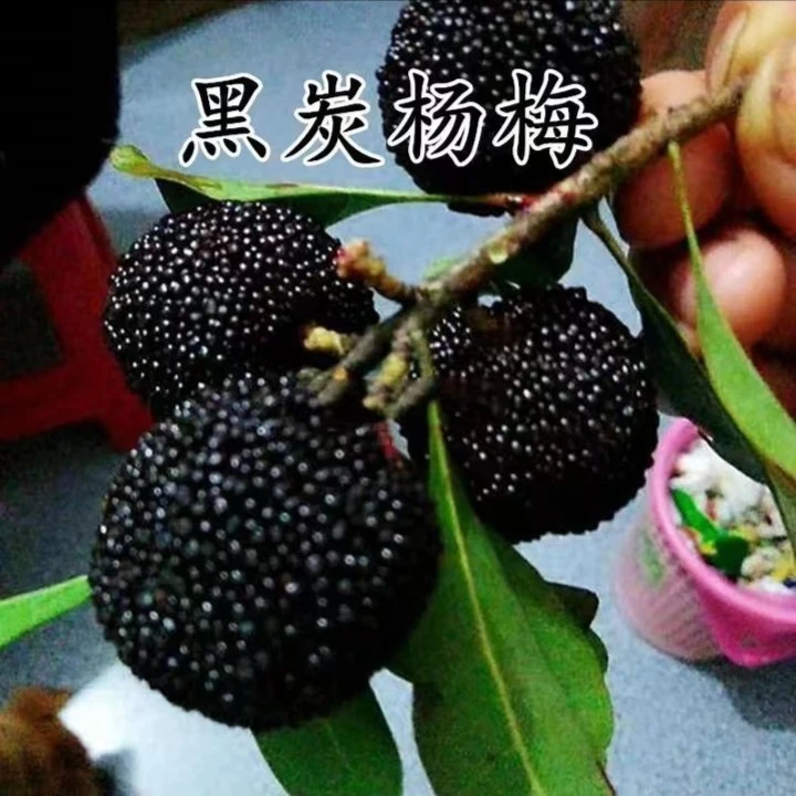 云南大黑炭杨梅苗树地栽南北方庭院盆栽种植苗嫁接特大果树苗