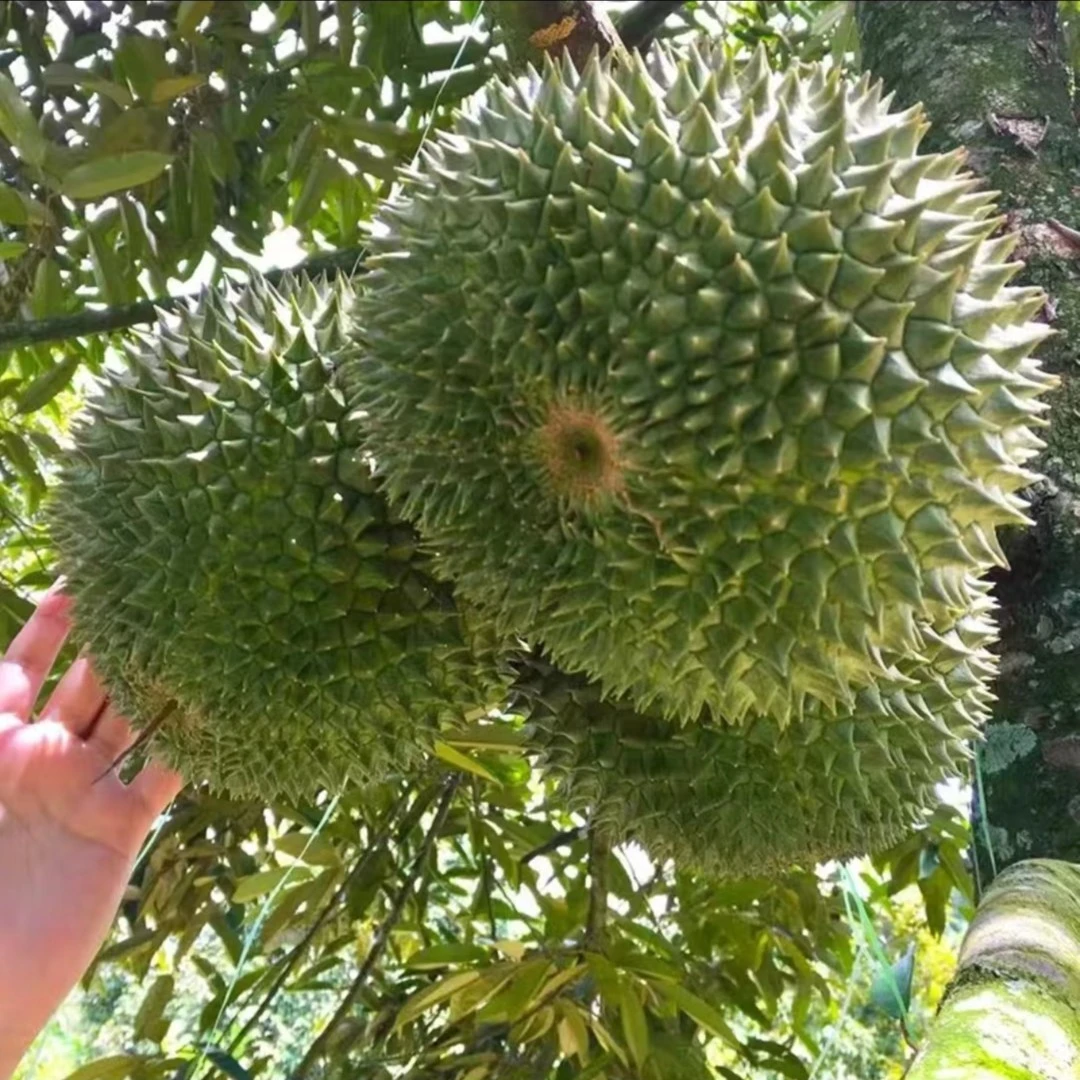 云南黑刺榴莲树苗盆栽果树苗南北方种植猫山王泰国金枕头榴莲苗