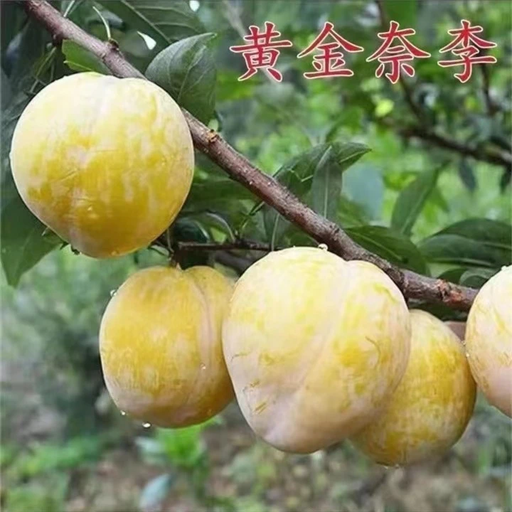 云南黄金奈李子树苗嫁接脆甜特大李树南北方盆栽庭院地栽种植