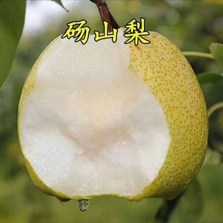 云南梨树嫁接苗砀山梨苗脆甜贡梨苗南北方阳台盆栽庭院地栽苗