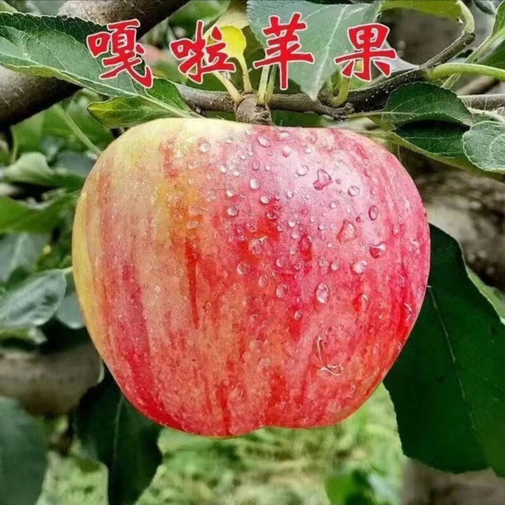 云南嘎啦苹果树苗南北方庭院地栽阳台盆栽果苗特大嫁接活苗