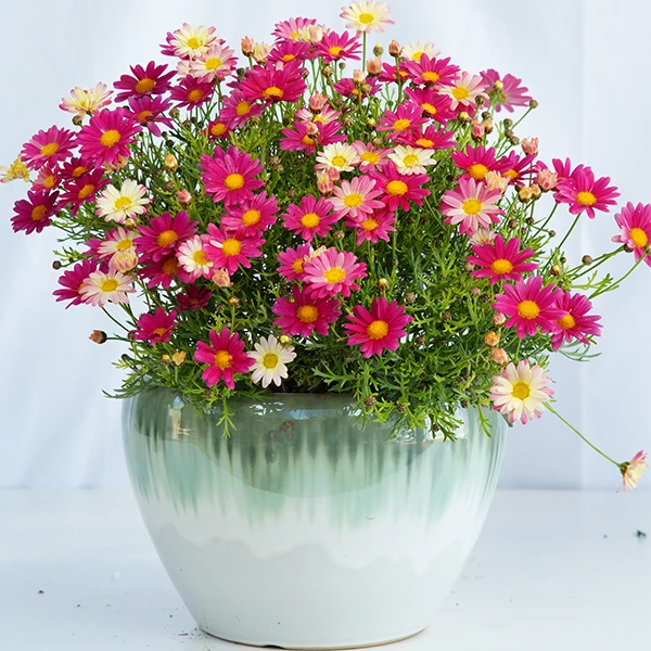 【玛格丽特】小雏菊 花期长 易养护阳台庭院盆栽