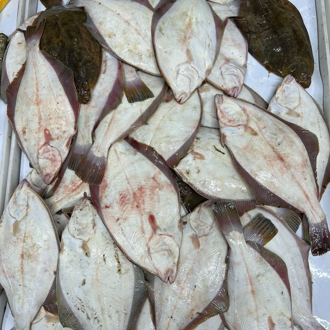大连渤海湾石匠鱼/石鲽鱼