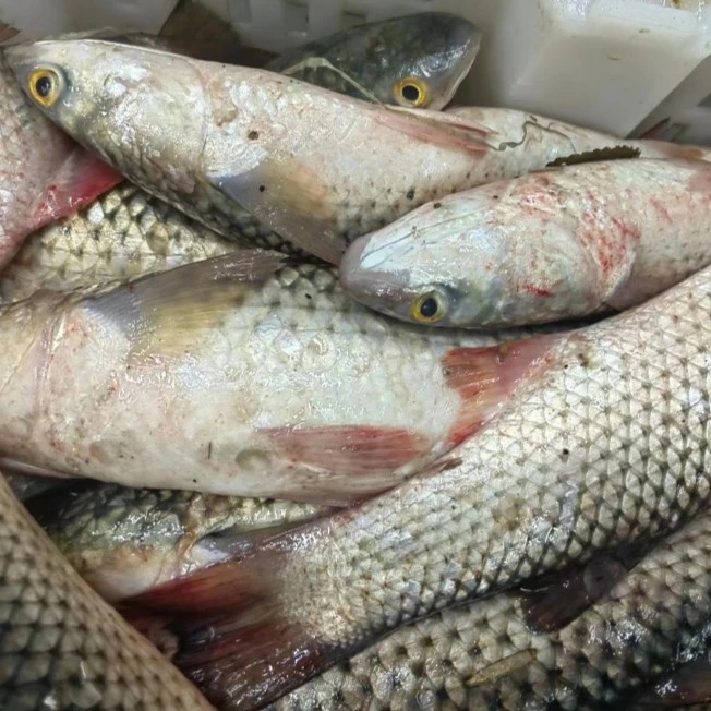 大连 渤海湾 海梭鱼