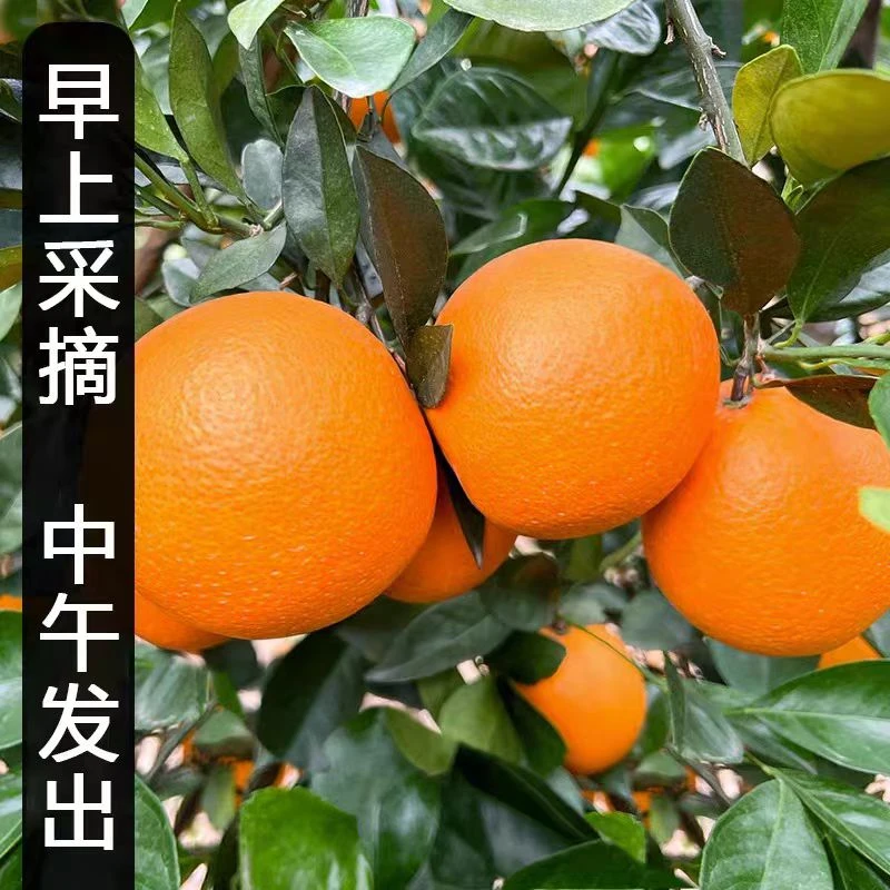 【实惠装】四川眉山正宗爱媛果冻橙商超品质超甜爆汁