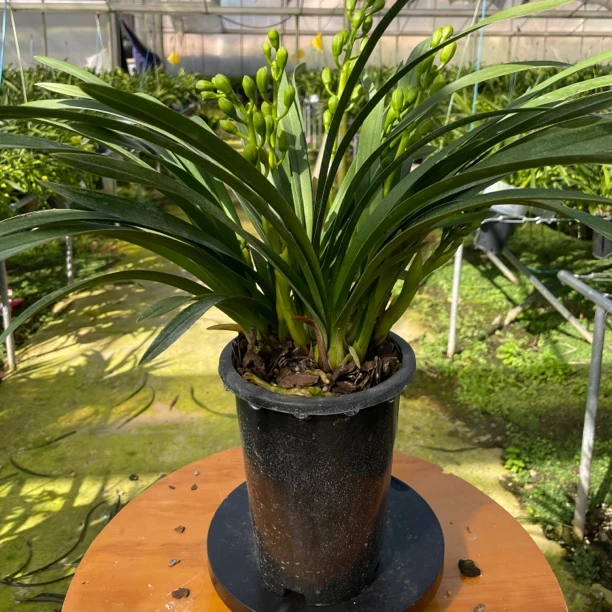 二年桌面款杂香兰绿色小花型花期三个月