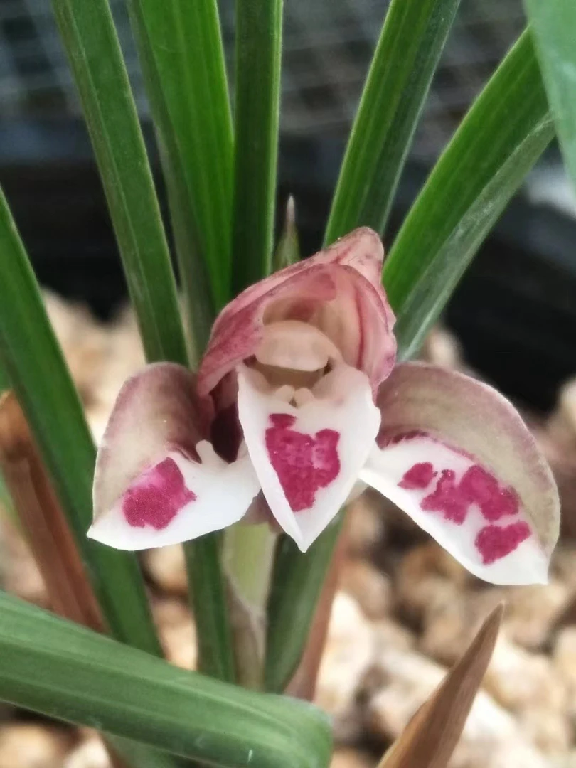 红外蝶 香花 荷型。