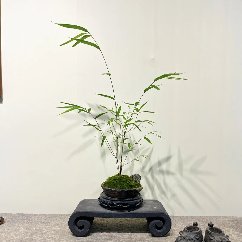 禅意小内门竹盆景带盆整套包邮发货室内茶室客厅好养易活竹子盆景