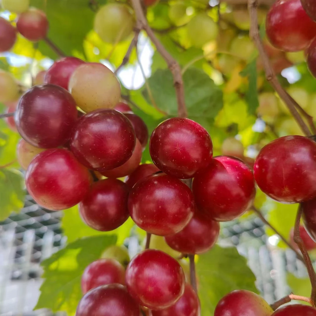 红宝石圆叶葡萄苗 P14规格 格威尔圆叶葡萄1加仑规格 带盆发货