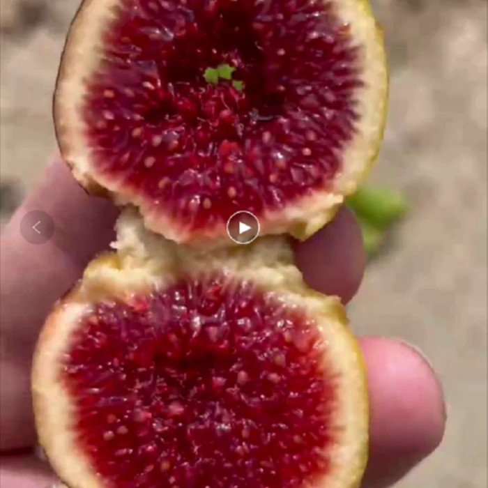 格莱斯无花果苗 水蜜桃无花果 带盆发货