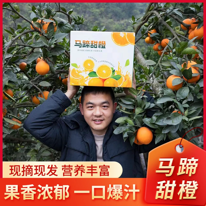 四川蔺州马蹄脐橙有机天然种植新鲜酸甜现采摘现发货果肉细腻酸甜
