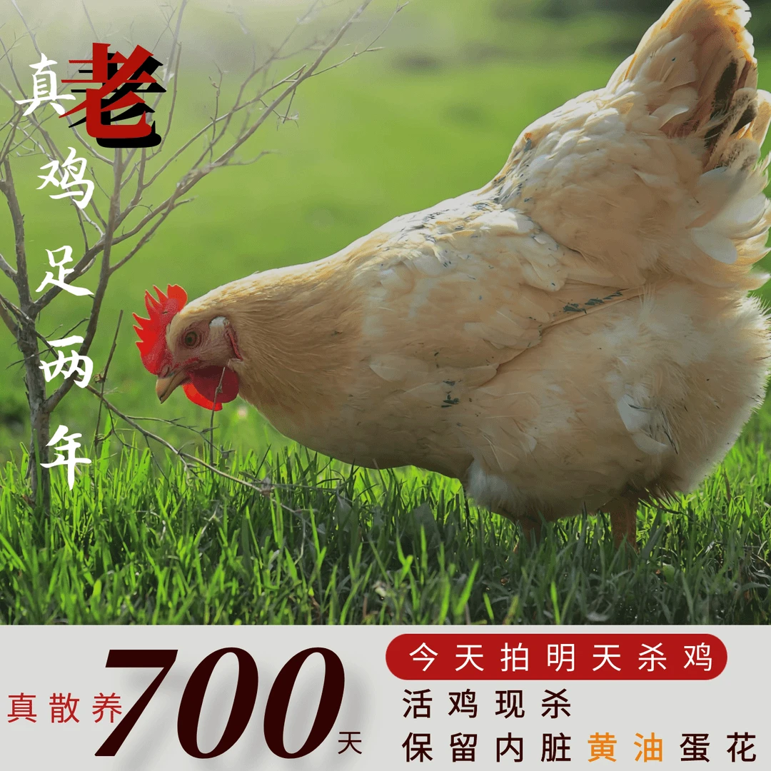 【萝萝】放养黄油老母鸡一只毛重4斤净重2.5左右 三只净重7.5斤